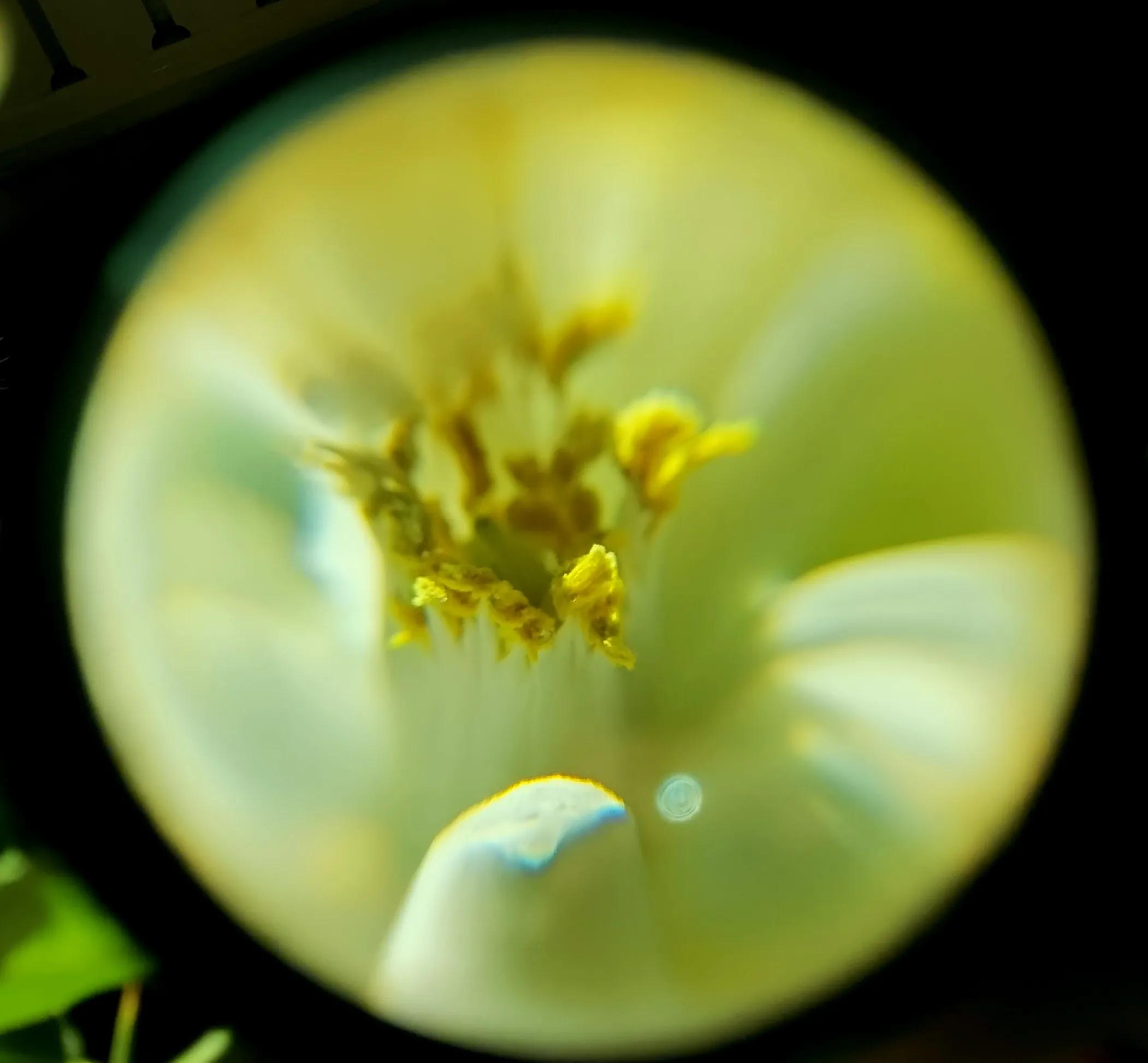 你不知道的蝴蝶兰,佛手花的图片