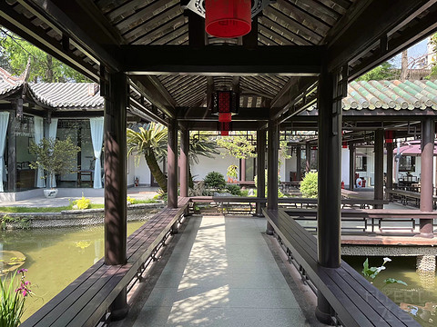 鍒濆涔嬫梾榛勯噾娴峰哺,鍒濆涔嬫梾