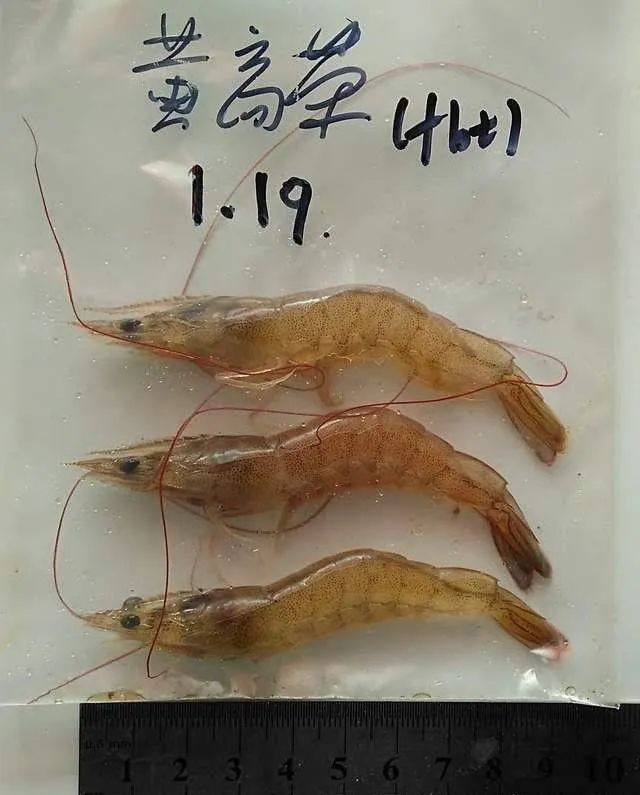 水产养殖中对虾常用肠炎药,水产对虾肠炎怎么治疗