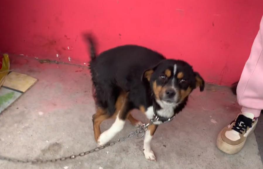 生小狗到子宫脱垂的它，却只换来一句：好了，也不要再把它带回来