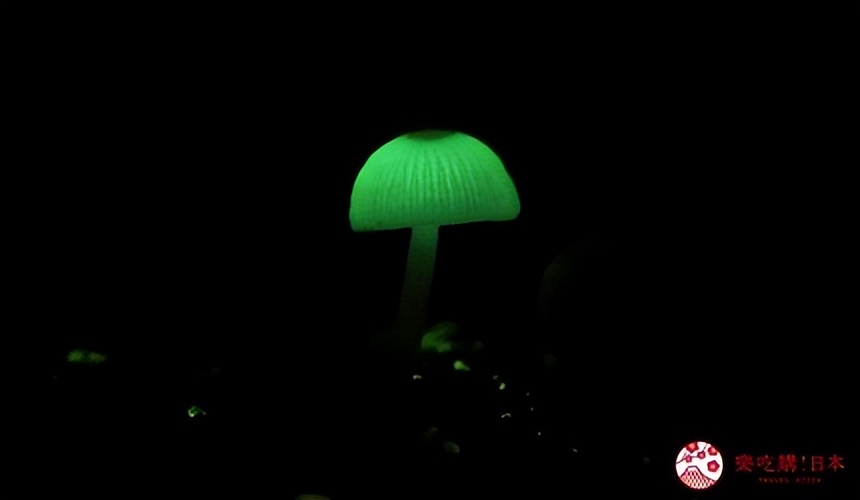 小笠原群岛旅游攻略,日本小笠原诸岛游记