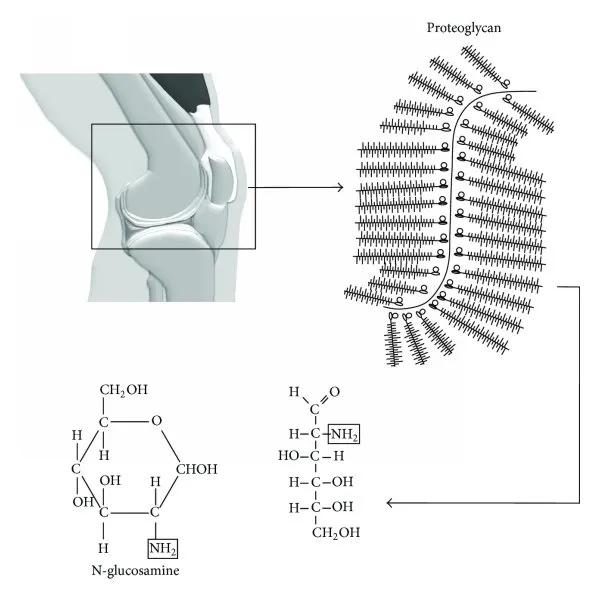 氨糖软骨素到底有没有用,氨糖用多了