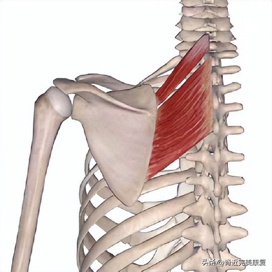 久卧背疼怎么办,总是背痛中医如何调理