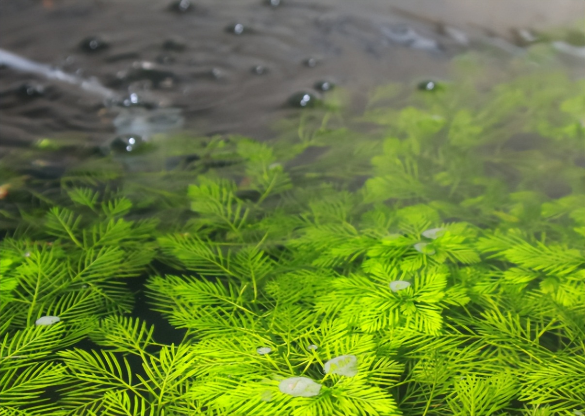 吡螨胺对以掌肢新米虾、泉膀胱螺和金鱼藻为主的生态系统的影响