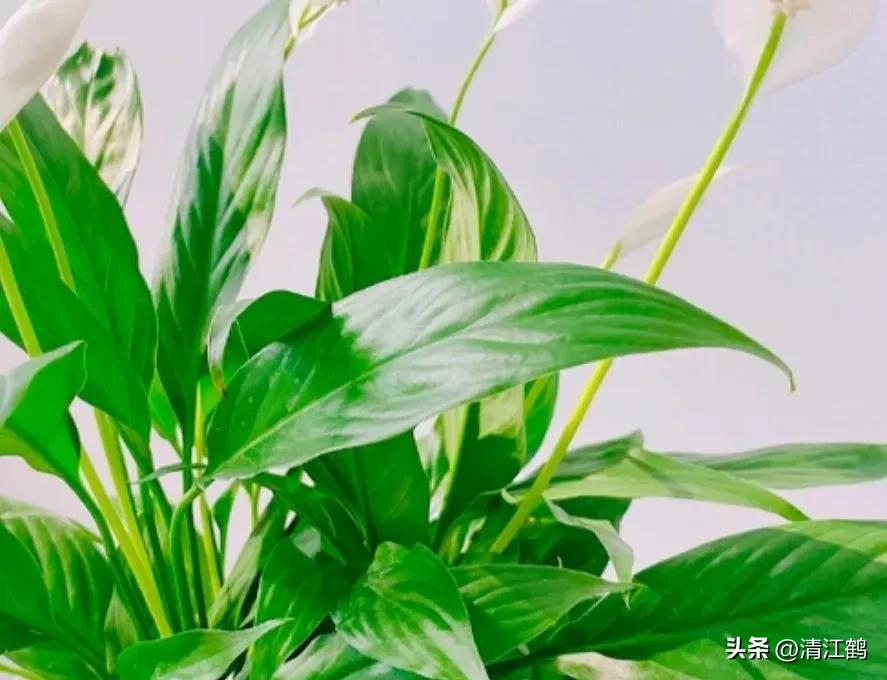 白鹤芋不开花别急着扔,“5步骤”矫正养护,叶子油绿花开不断