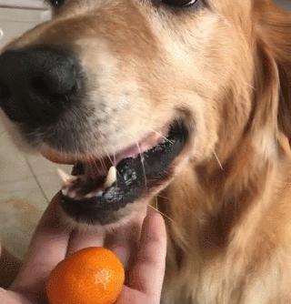 这20种食物，对狗来说是“毒药”，你还在给它吃吗？