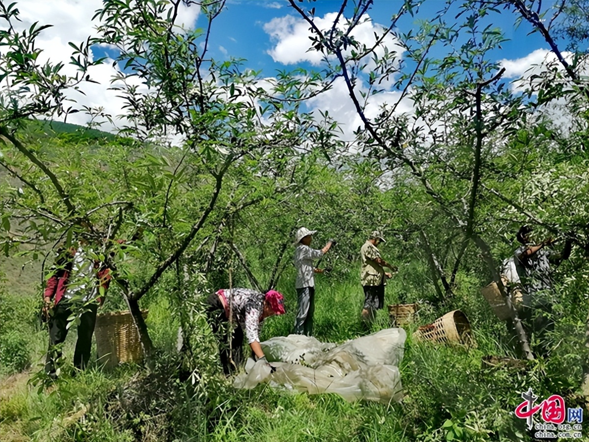 云南南华：千亩花椒迎丰收椒香四溢富村民
