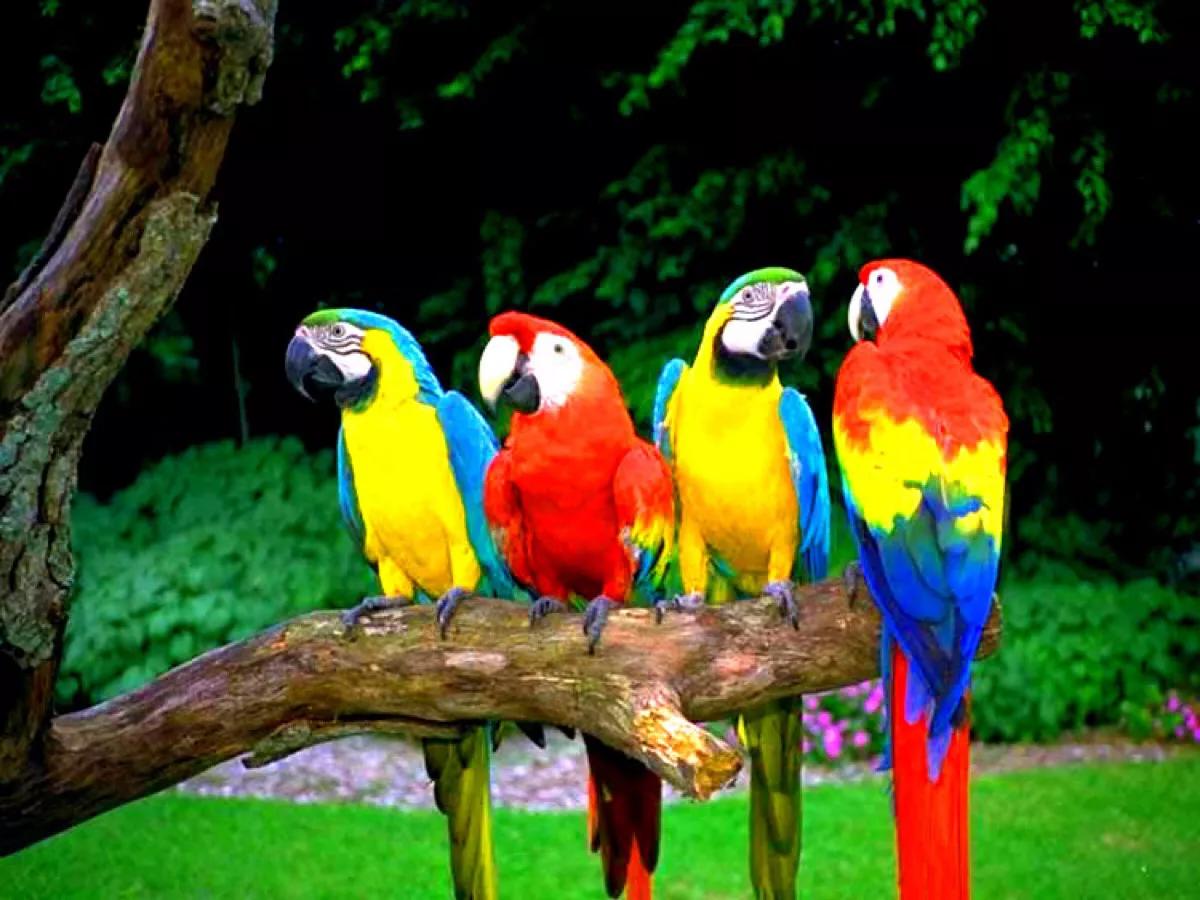 分享图片—五彩金刚鹦鹉