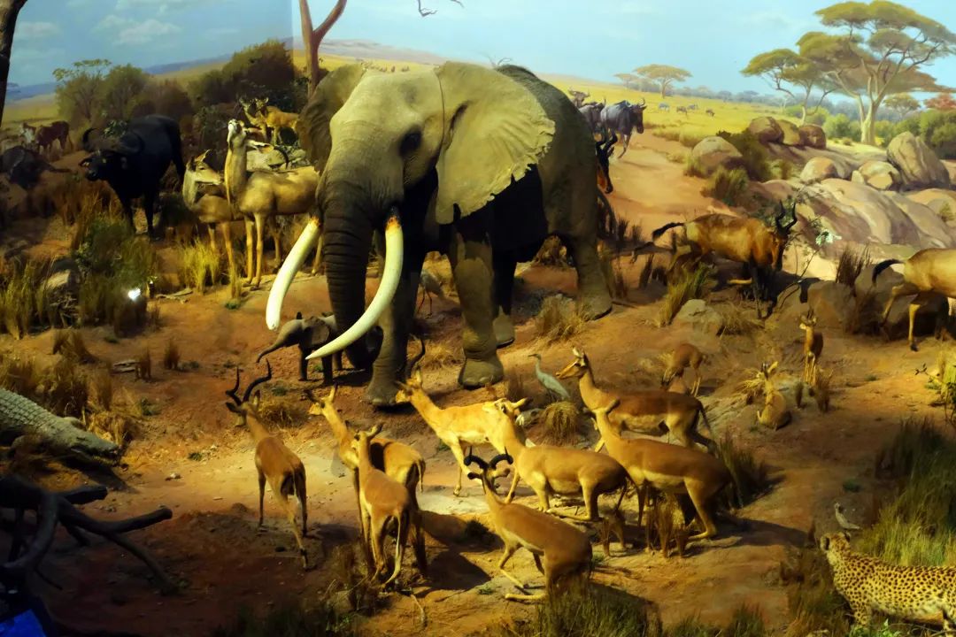 打卡山东博物馆和大明湖,山东博物馆打卡攻略