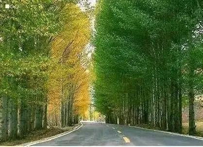 赞美白杨树,散文白杨礼赞朗诵