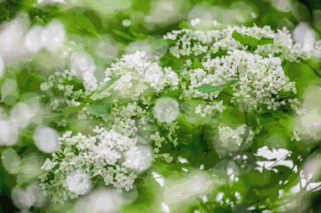 广州鹤之洲湿地公园游玩攻略简介,增城凤凰古城一日游最佳去处