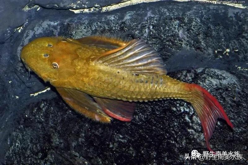 每天认识一种热带鱼,每天认识一种南美鱼