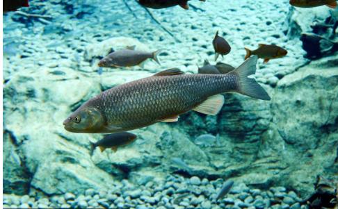 大连渔业发展,大连有多少种鱼类