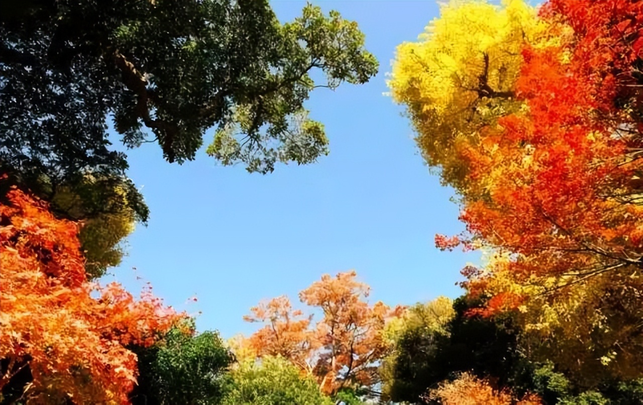 电力类大学,重庆电力类大学