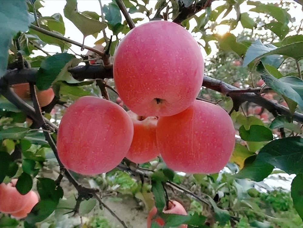 中国水果第一大省是哪个,广西跟山东哪个省水果种类多