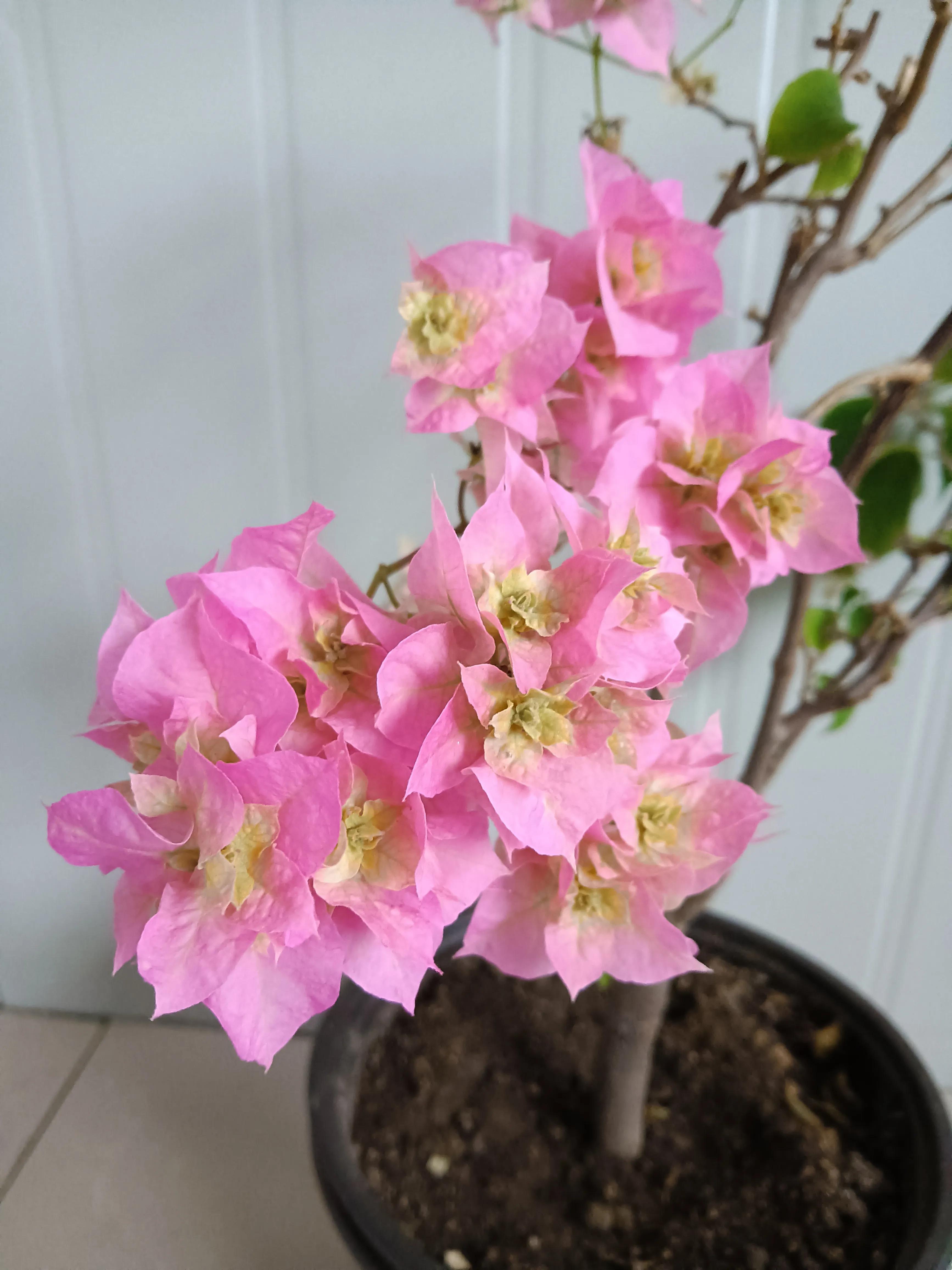 直播间买的花真的好吗,有没有在直播间买花的