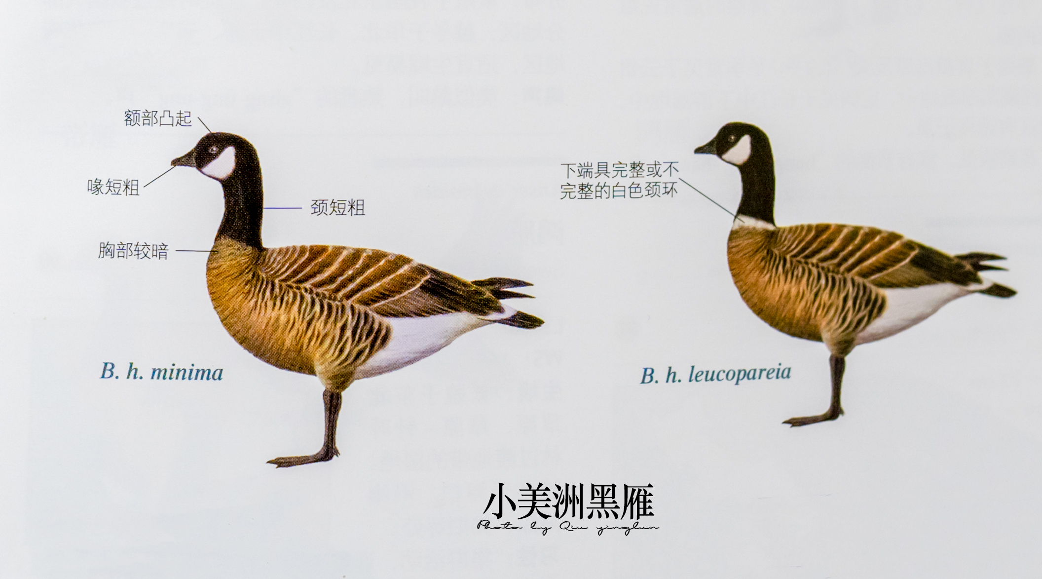 涓滄睙鎻借儨,涓滄睙鎻借儨楦熺被