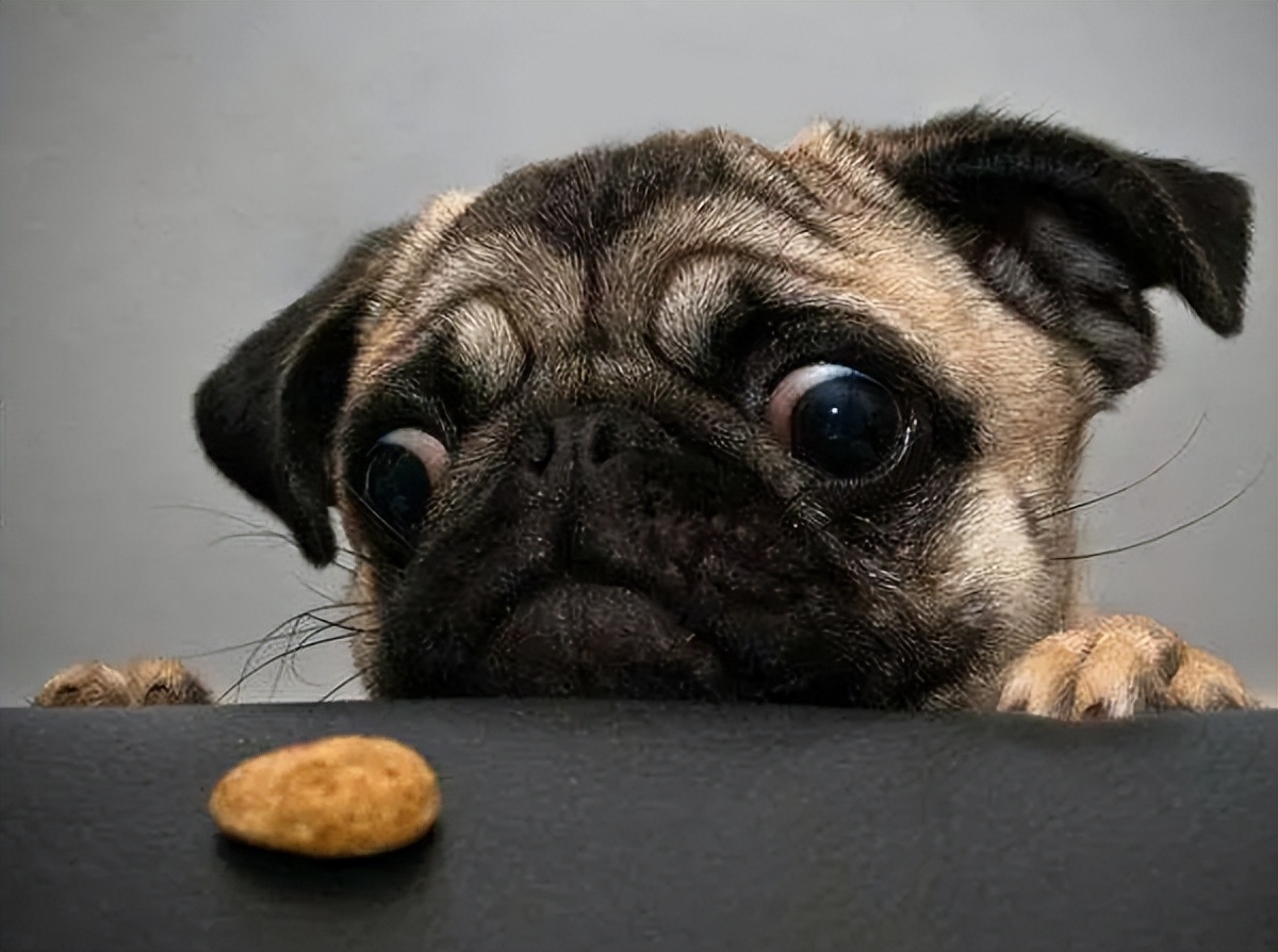 养巴哥犬应该注意什么,养巴哥犬必须知道的五大注意事项