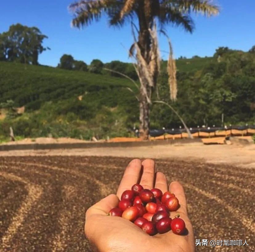 100%阿拉比卡咖啡推荐,100%阿拉比卡咖啡