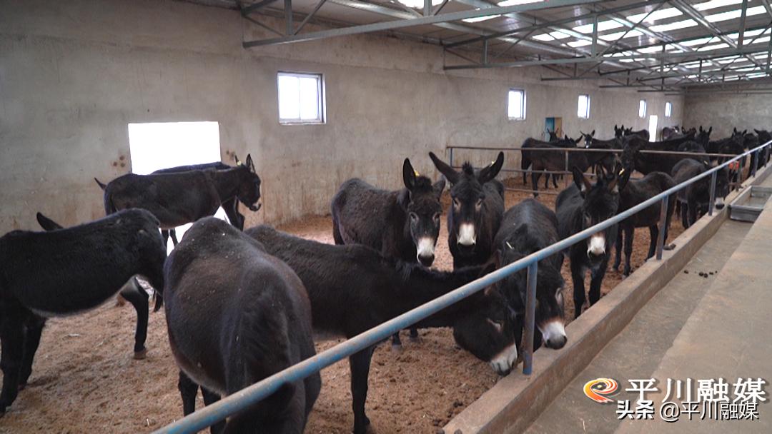 平川黑毛驴,平川黑驴