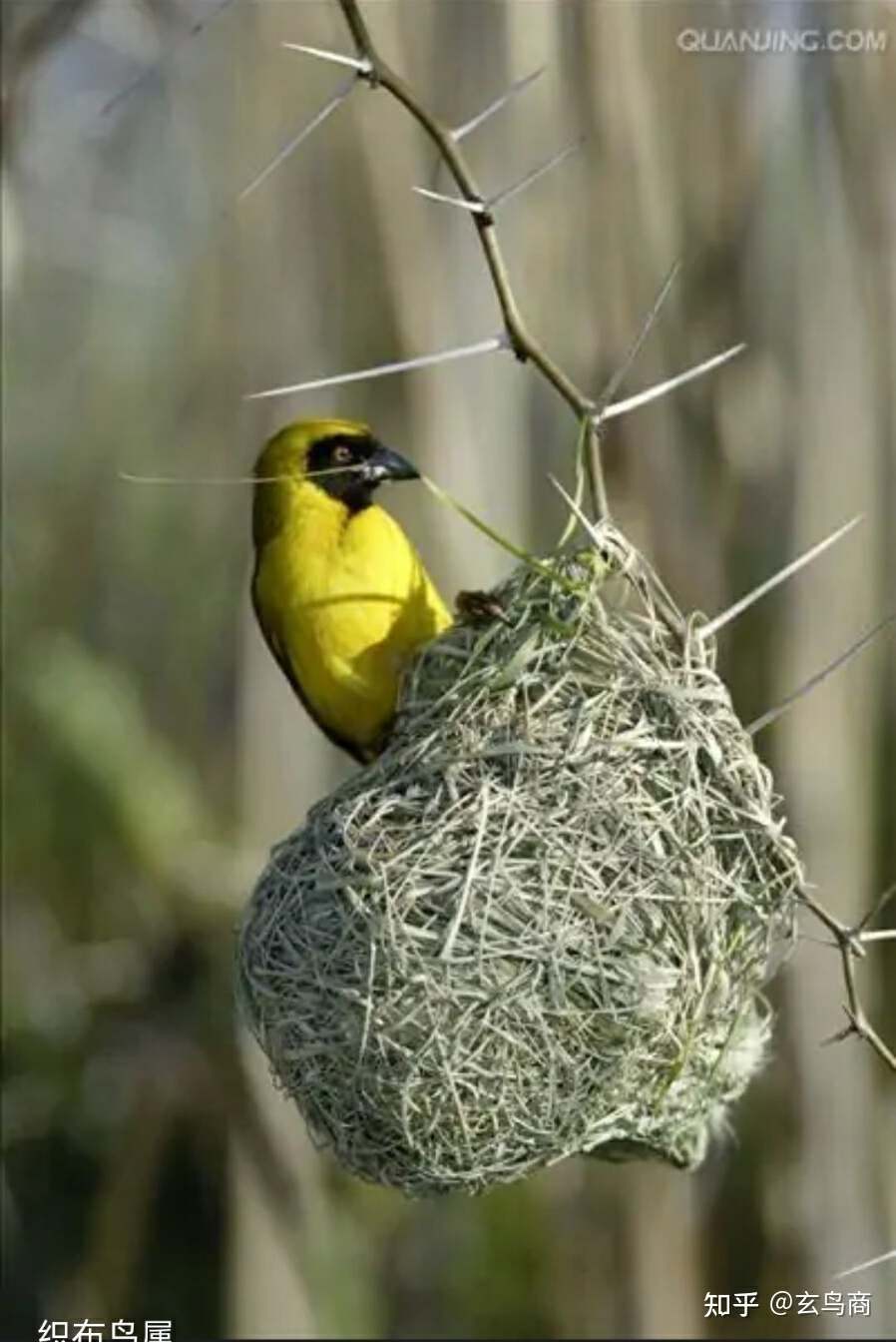 山海经2012白话全译彩图版pdf,山海经海外西经是指哪里