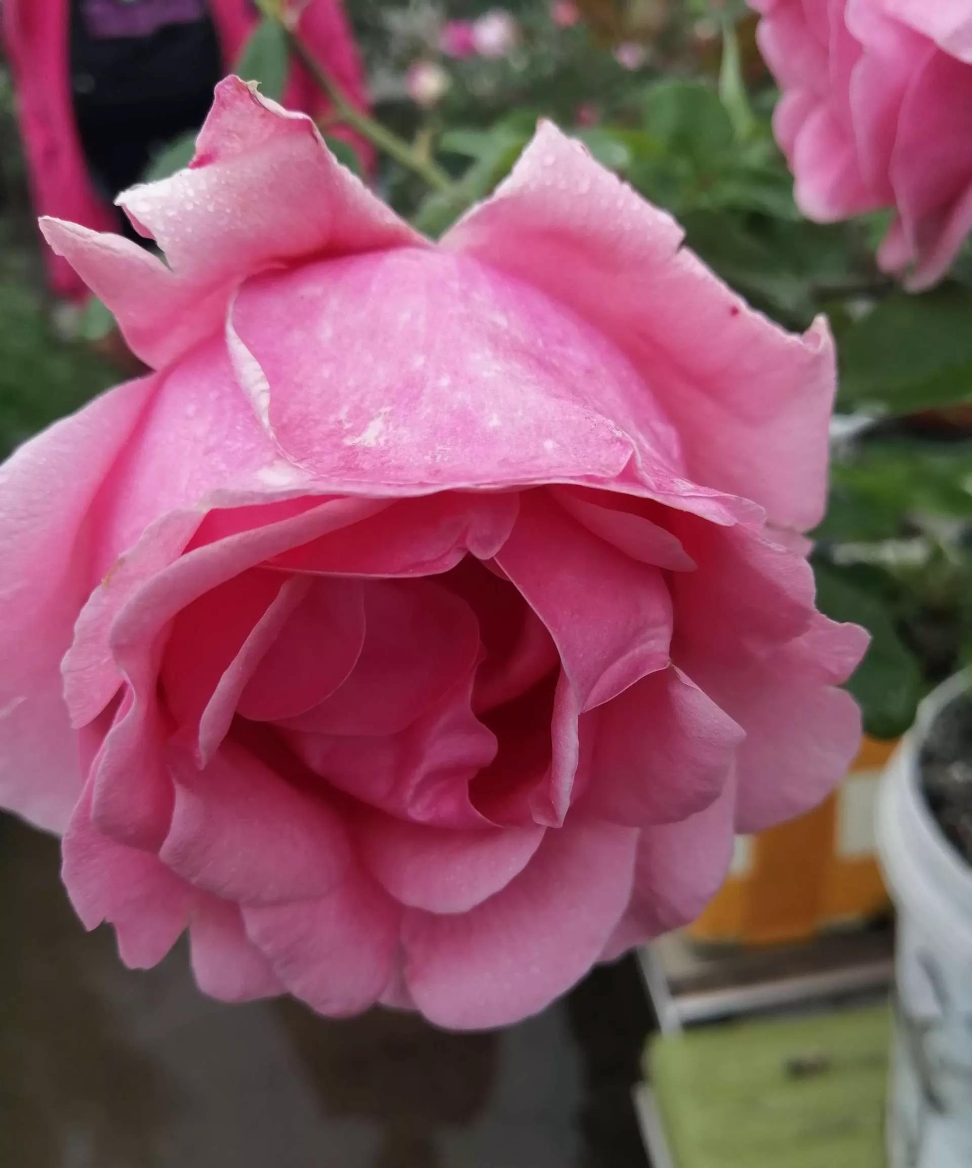 月季品种醉花,月季品种大全及图片欣赏