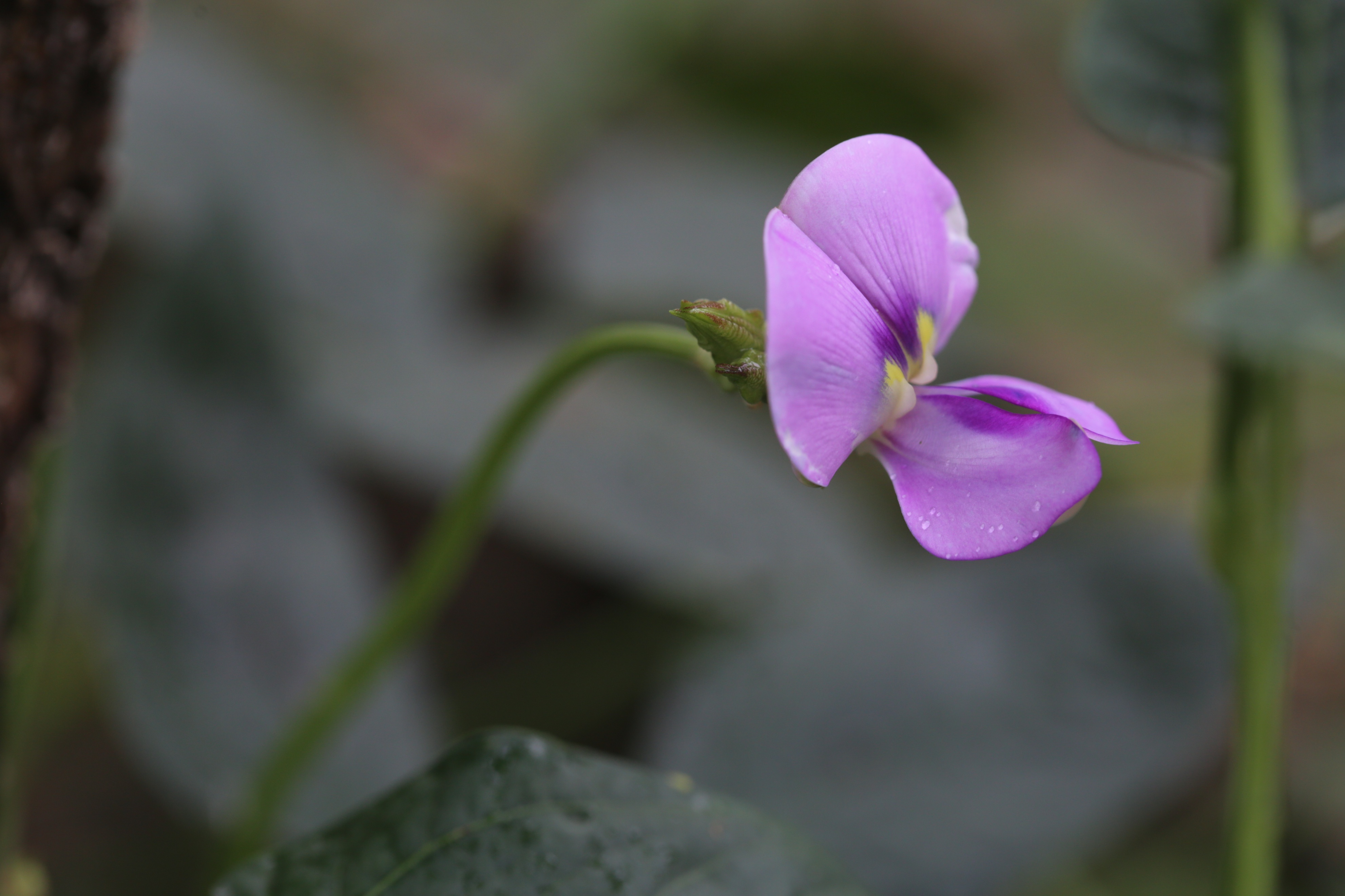 如此梦幻之花您不一定认识哟