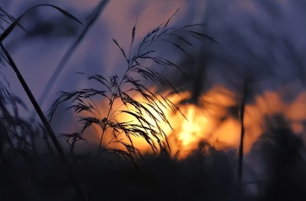 阎厹|有情堪向诗中老，无帽何妨醉横斜（原创诗词二十首）