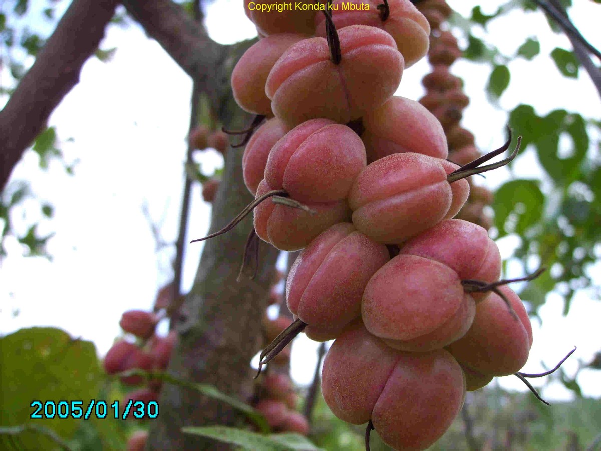 藤黄水果,藤黄科的水果有哪些