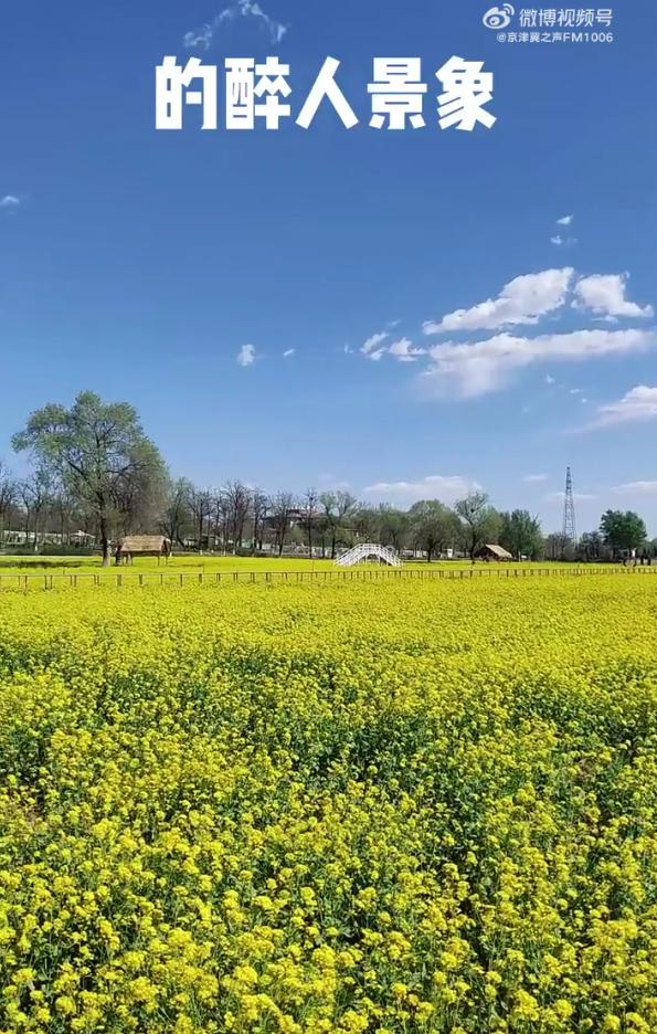 北京周边探秘京城最美油菜花海,北京油菜花必去的地方