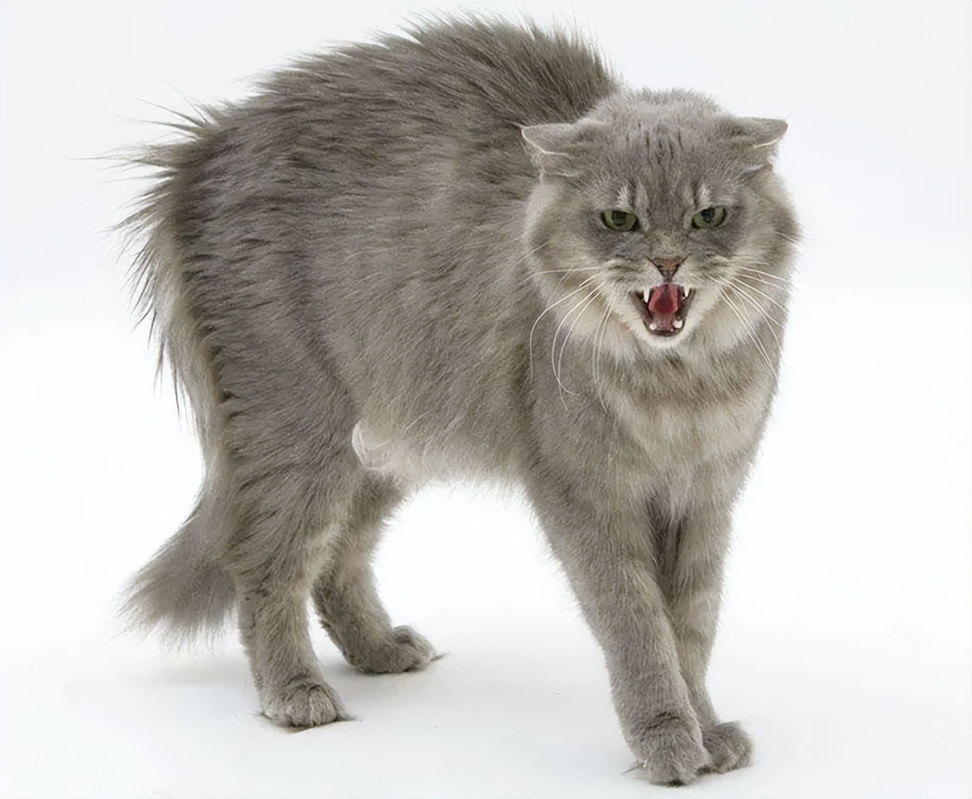 猫咪手术后不喝水不吃东西怎么办,猫咪走丢两天回来无精打采只喝水