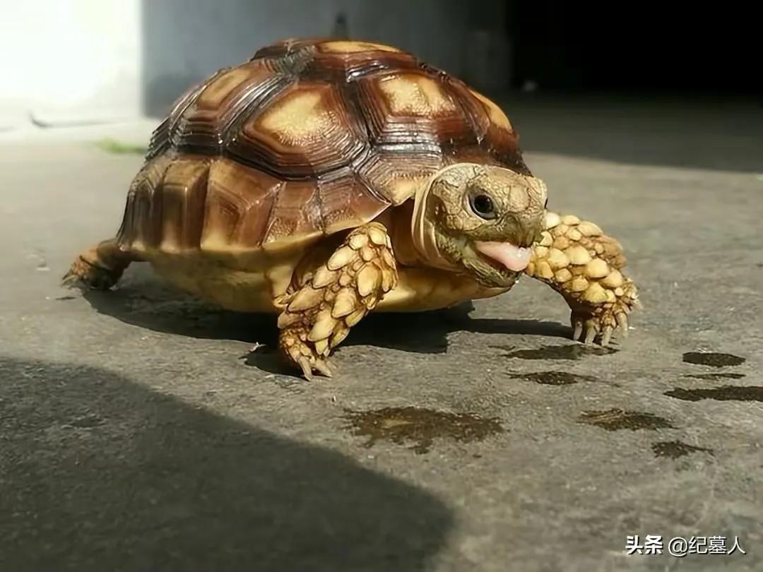 一男子捡到一只乌龟带回家养,男子在野外捡到乌龟越长越不好