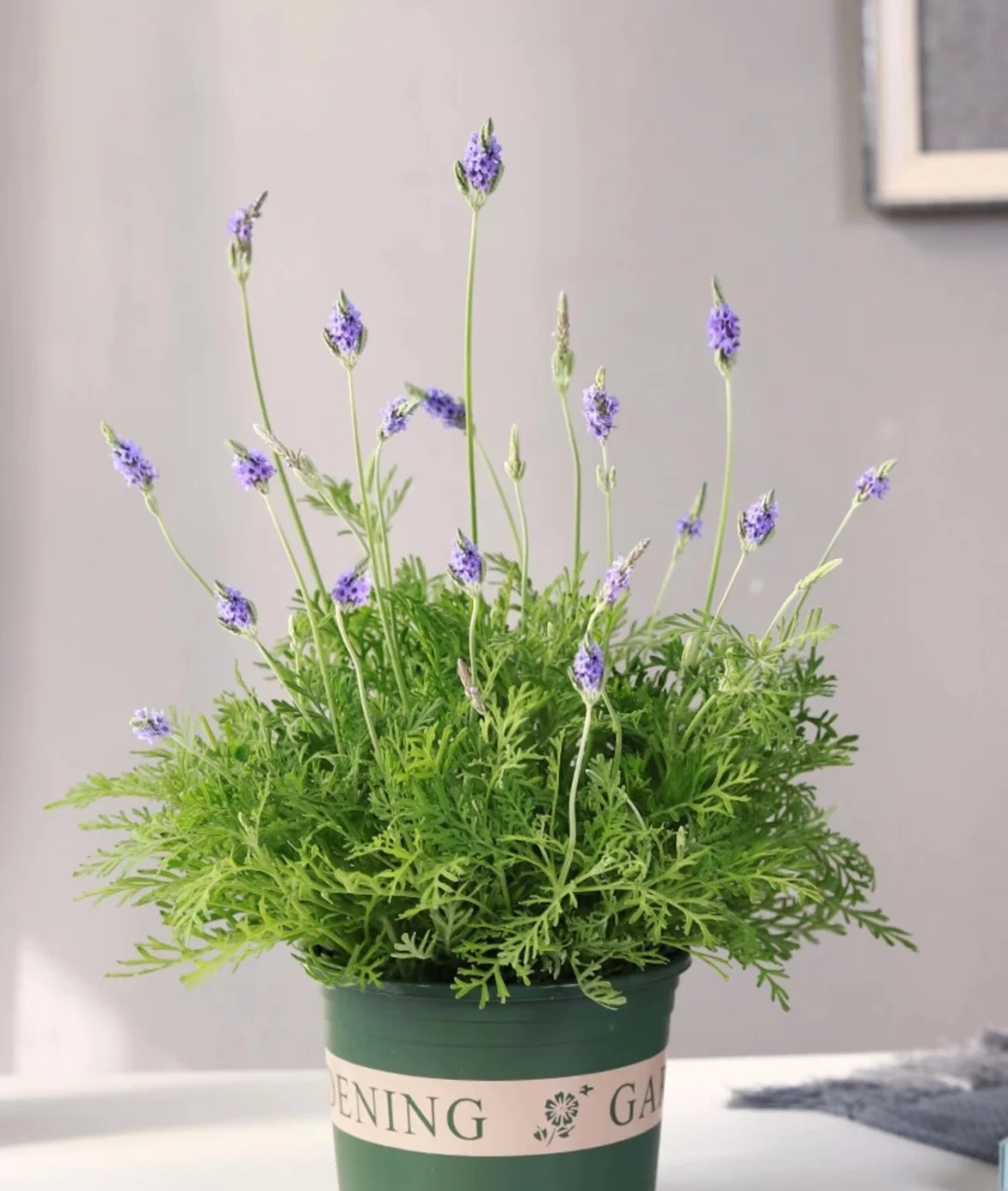 家庭客厅养什么花好看又旺财,客厅最吉祥的三种花