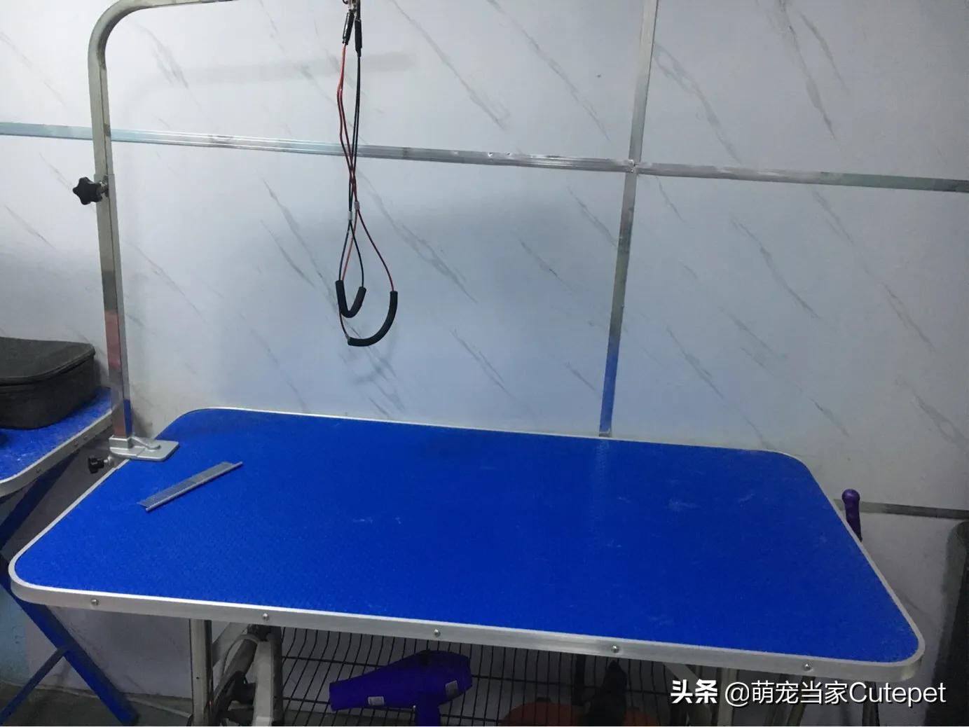 宠物店洗护只能做引流吗,开宠物洗护店和用品店哪个挣钱