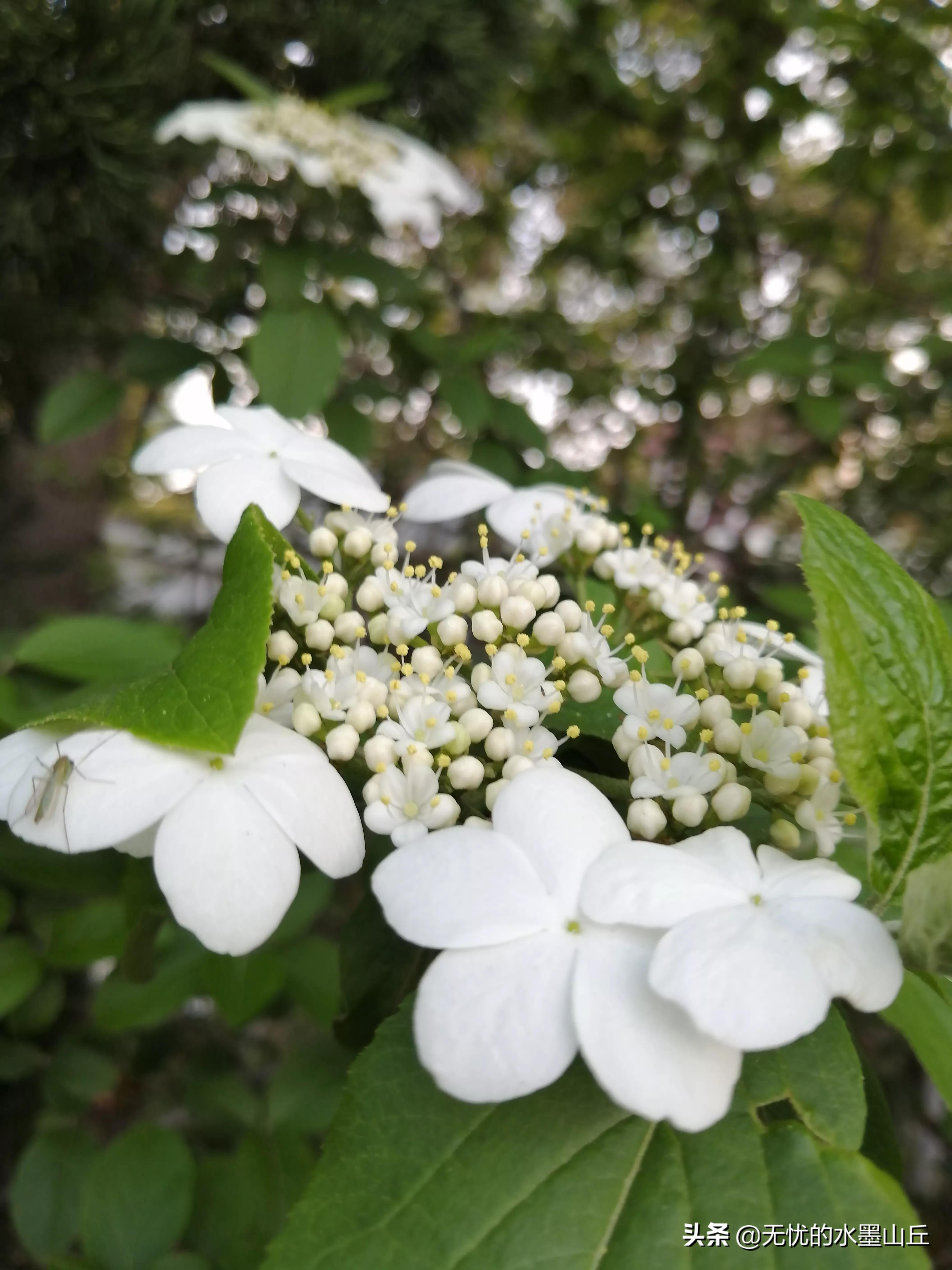 隋朝历史上的琼花之殇,隋朝时的琼花是什么样的