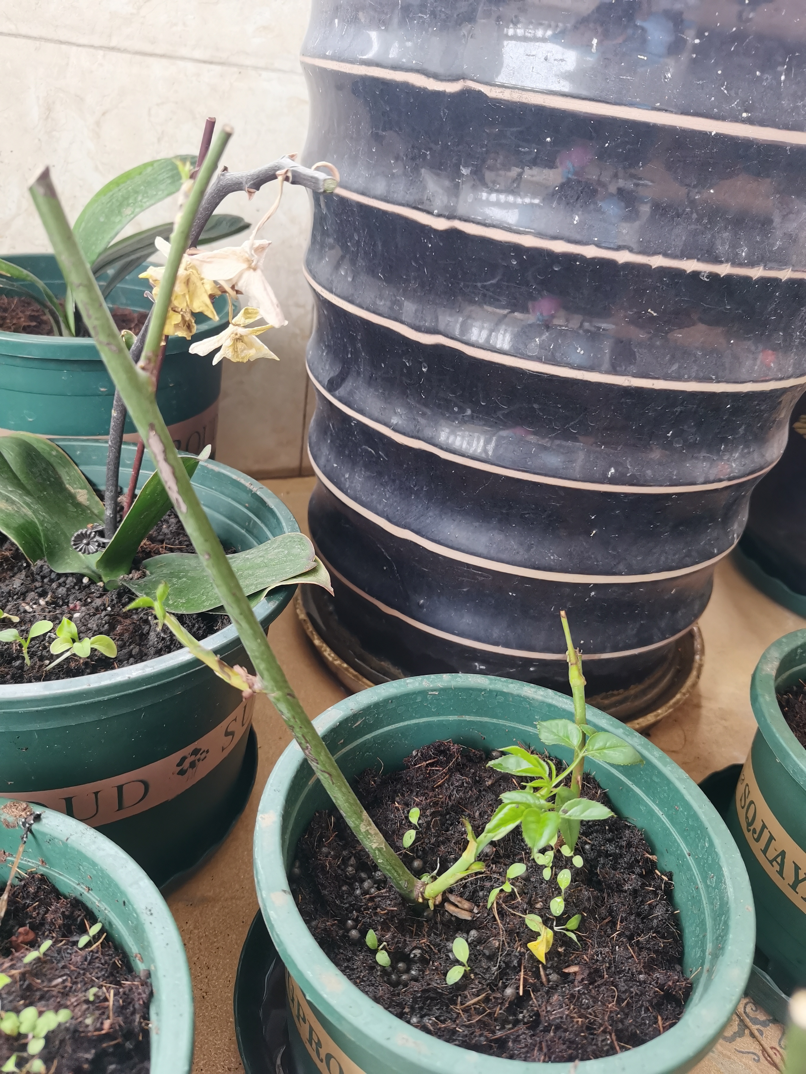 新手养花日记,新手养花玫瑰