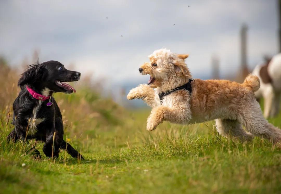 遛狗时遇到不拴绳的狗怎么办,遛狗遛不动怎么办