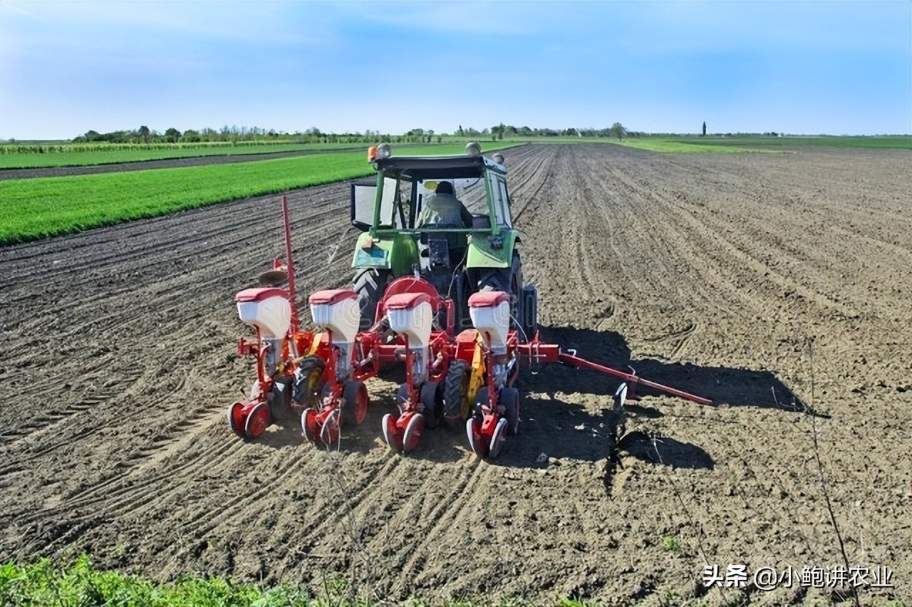 玉米冻害药害怎么办,玉米冷害会死苗吗