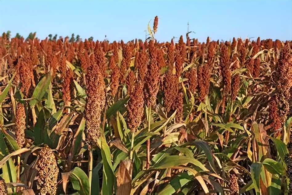 五谷杂粮食物图片大全大图,五谷杂粮图片大全大图真实