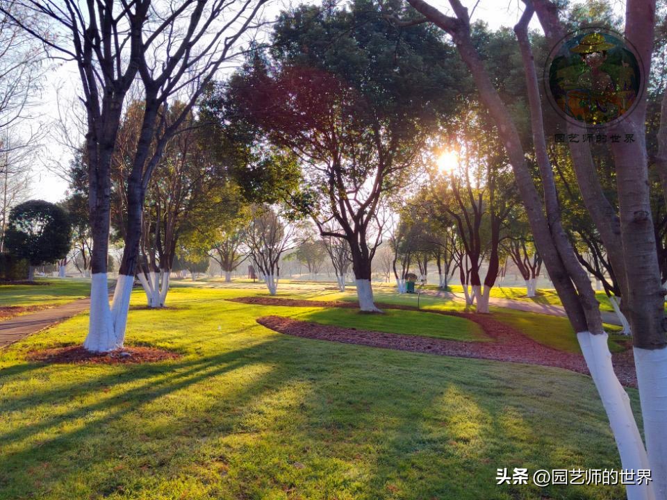 疏林草地的作用,疏林草地效果图