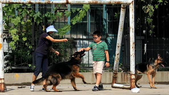 德牧养殖技术书籍大全,德牧饲养攻略