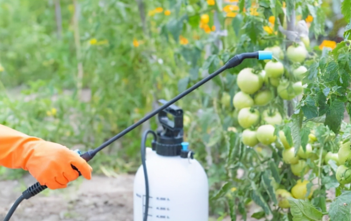 西红柿为什么会出现黄头,西红柿有黄头病毒怎么处理