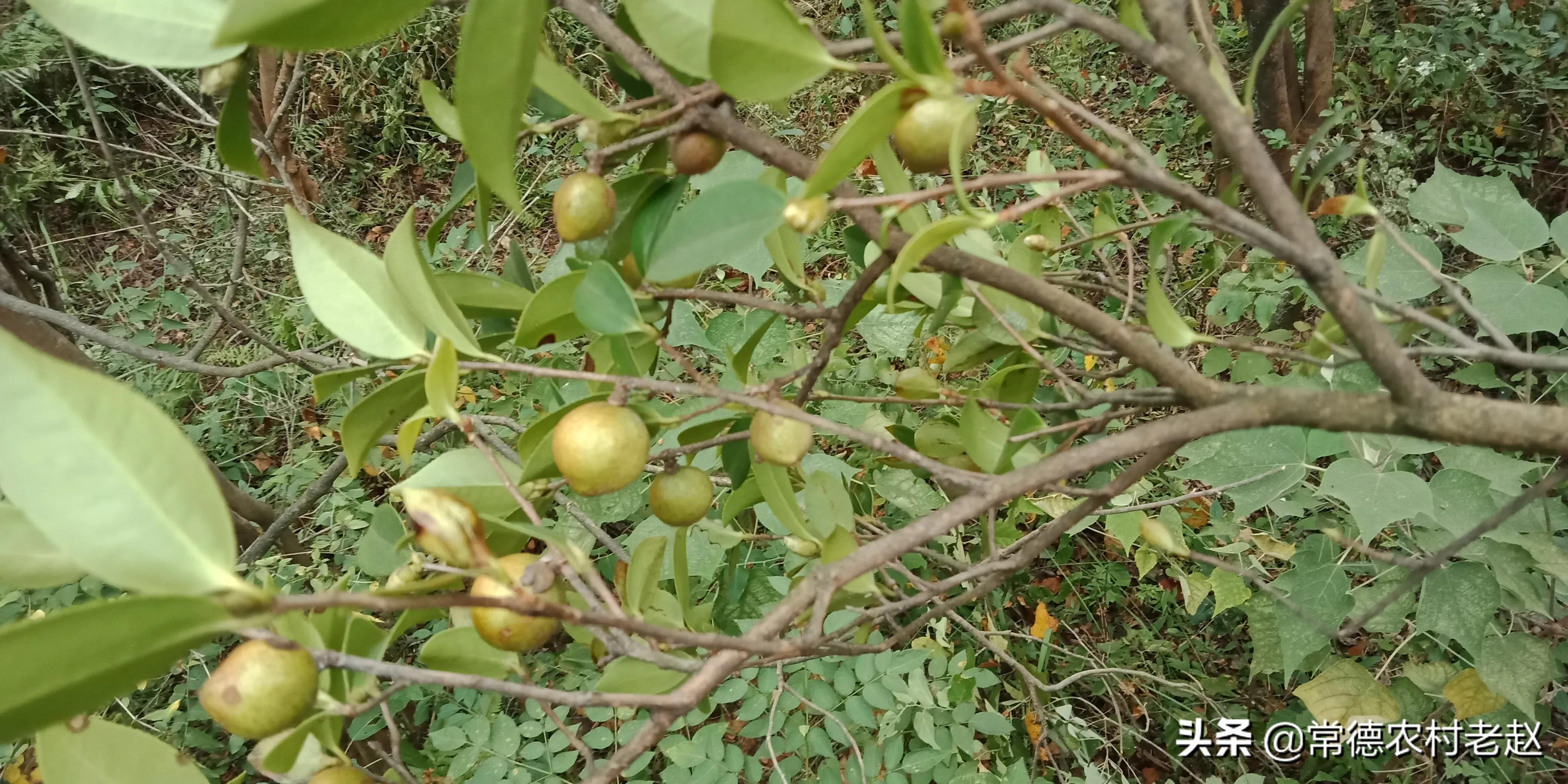 茶籽油的市场前景,茶籽油有价无市