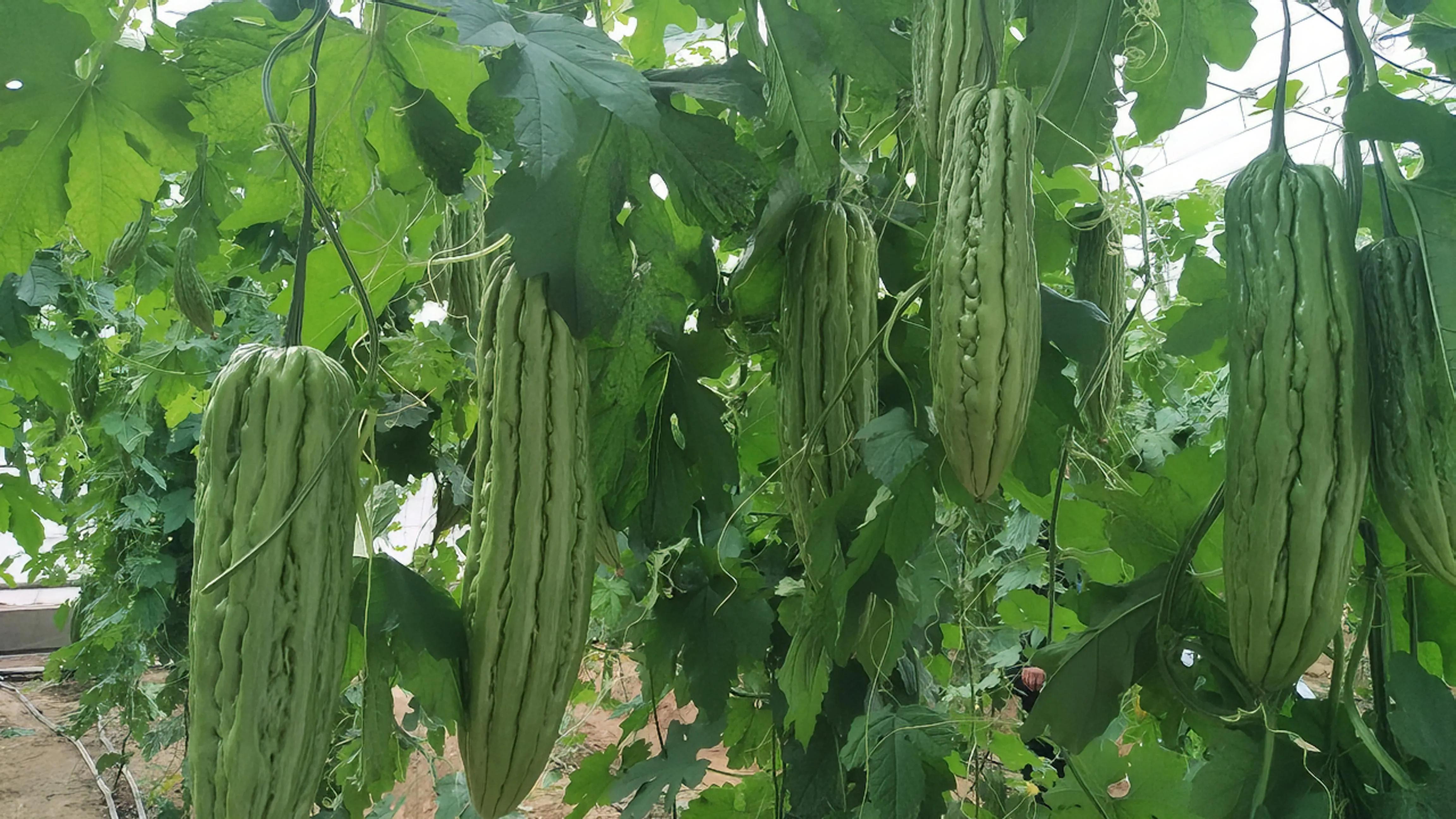 苦瓜的种植技术套种,苦瓜的种植技术和管理方法