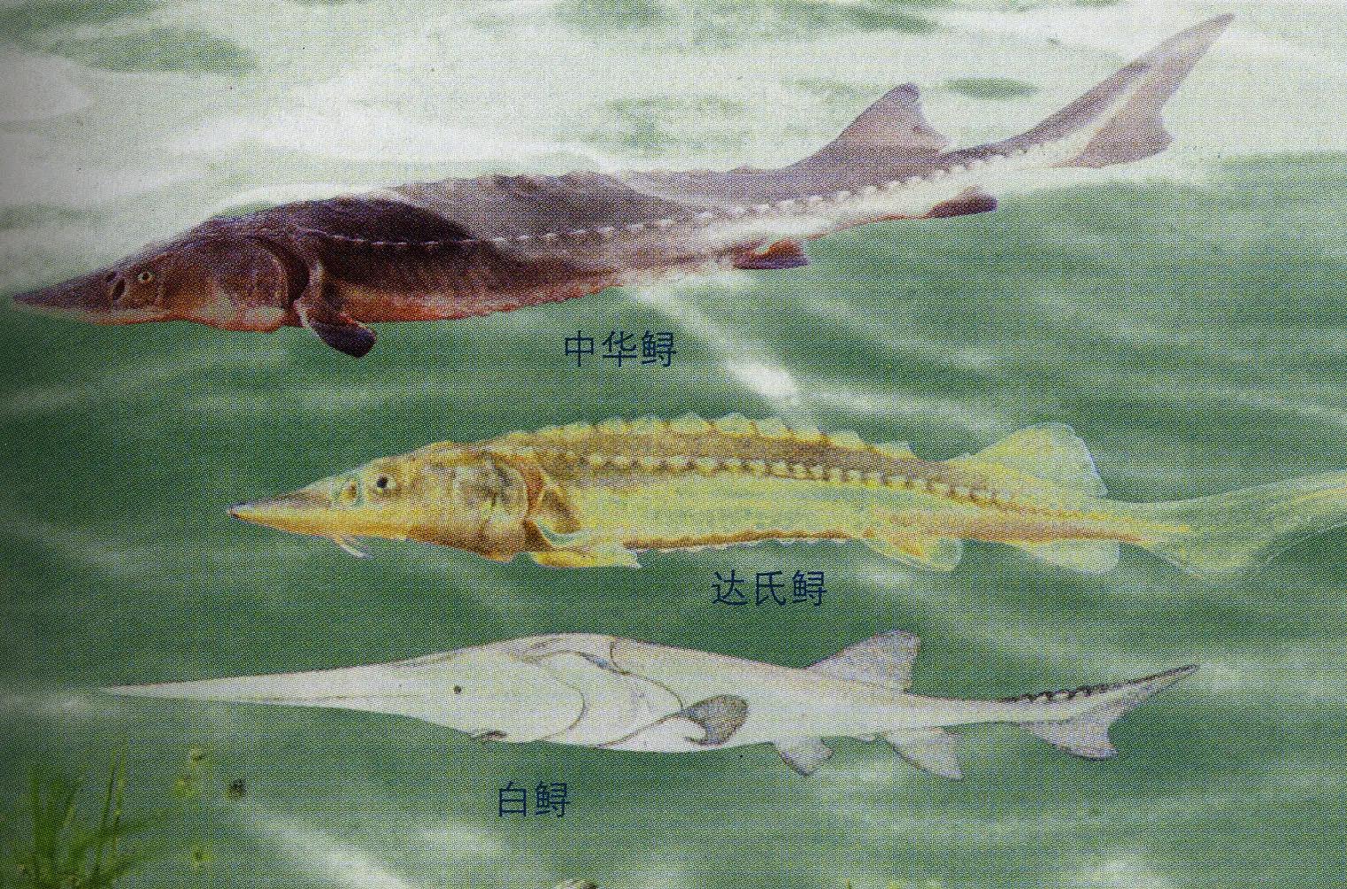 中华鲟还有多少只,中华鲟目前还存在多少只