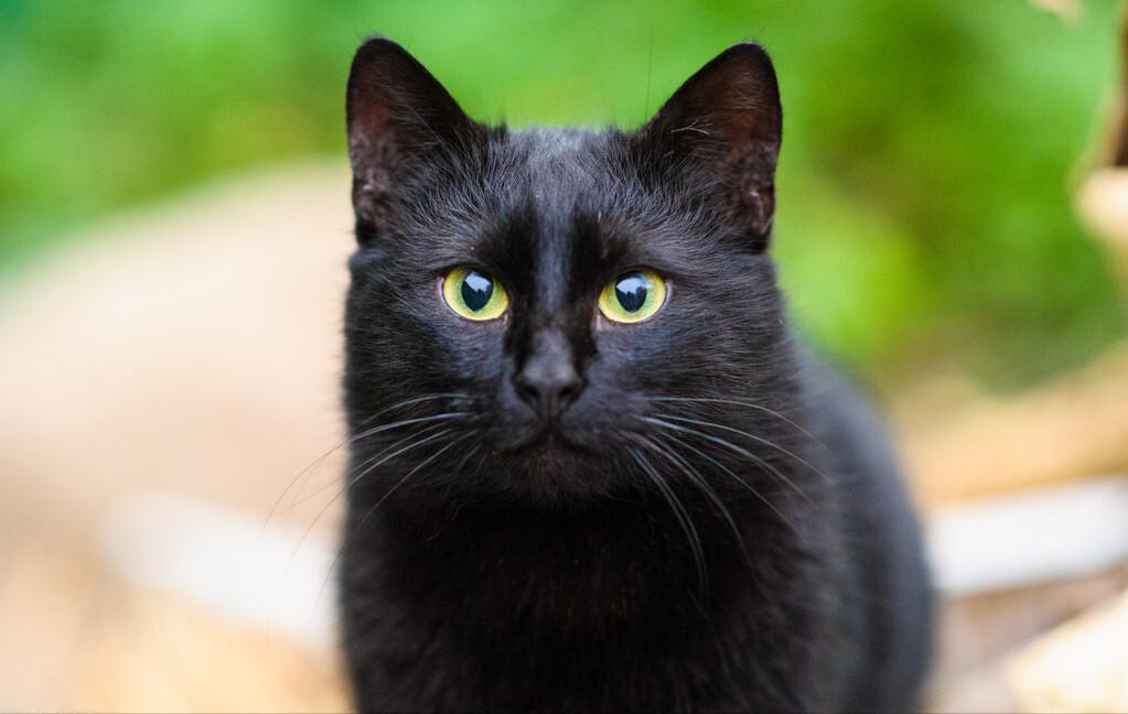 养猫老人家不让养,老人说养猫不好