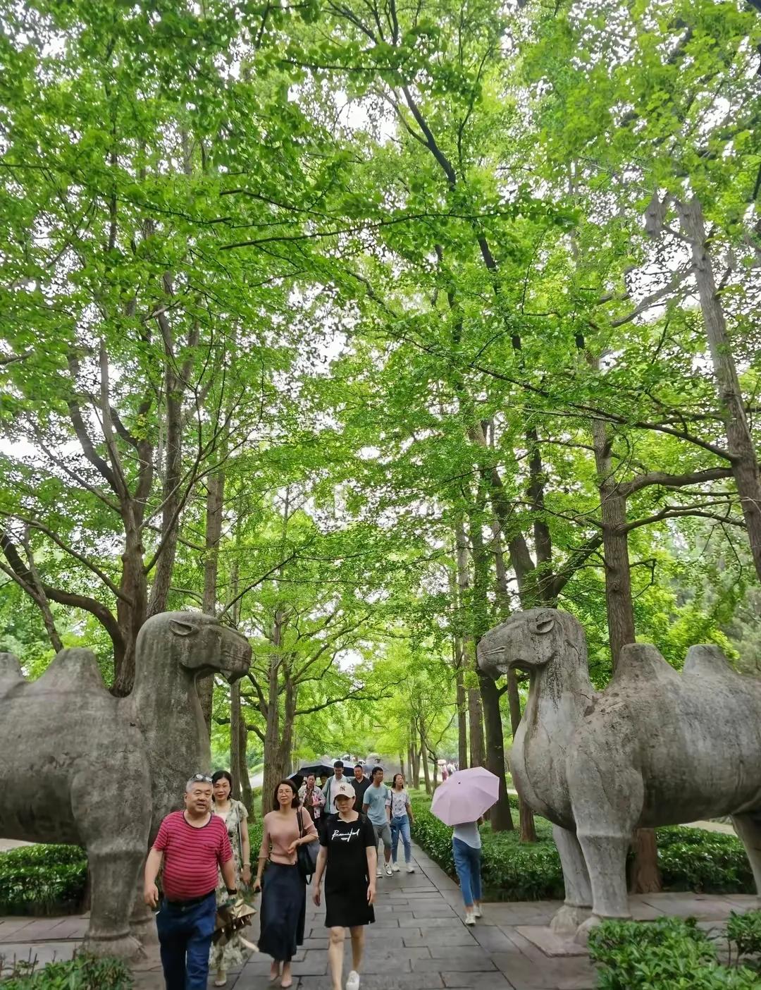 在南京旅游必须知道的90个常识,南京旅游最全攻略超实用