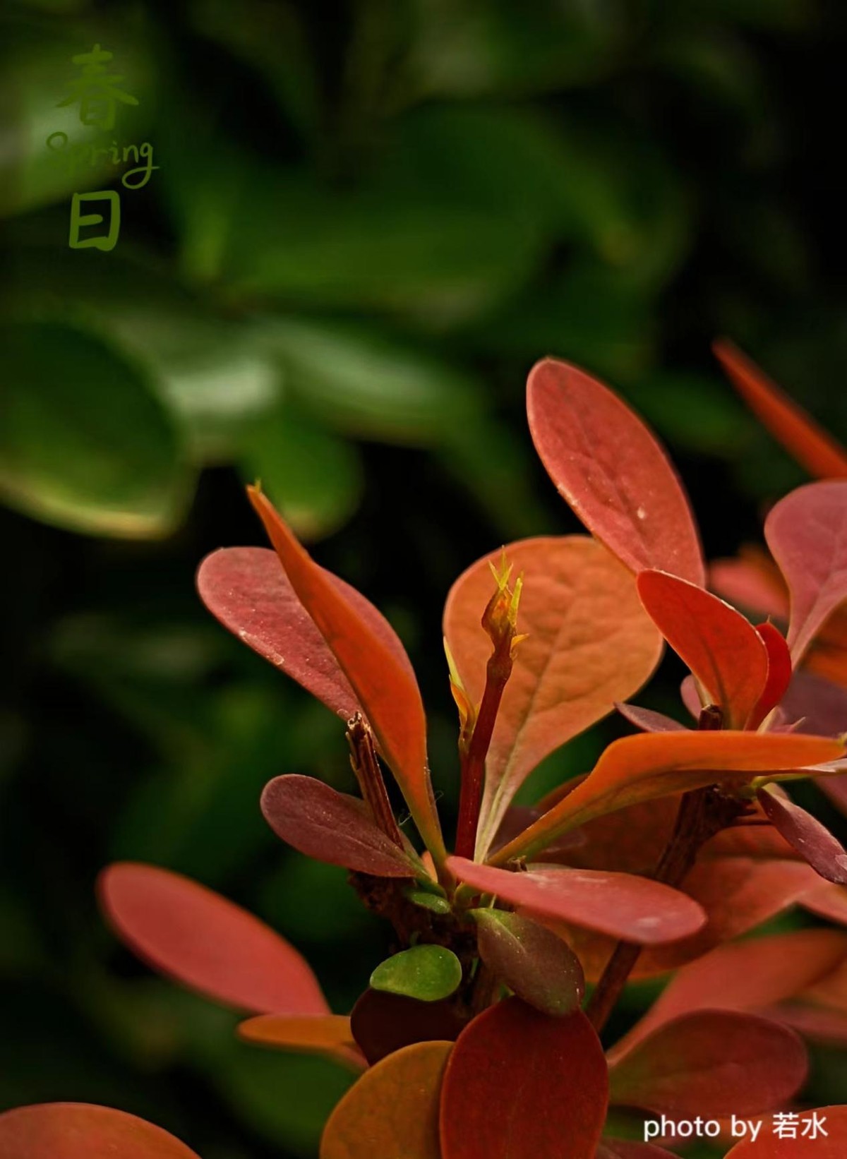 手机拍照的一些小技巧,手机拍照的3个小技巧很实用