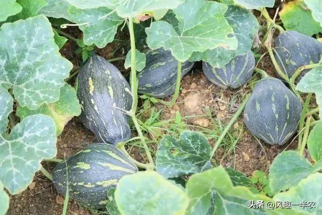 南瓜冬瓜是蔬菜还是属于植物,南瓜主蔓结瓜还是侧蔓结瓜