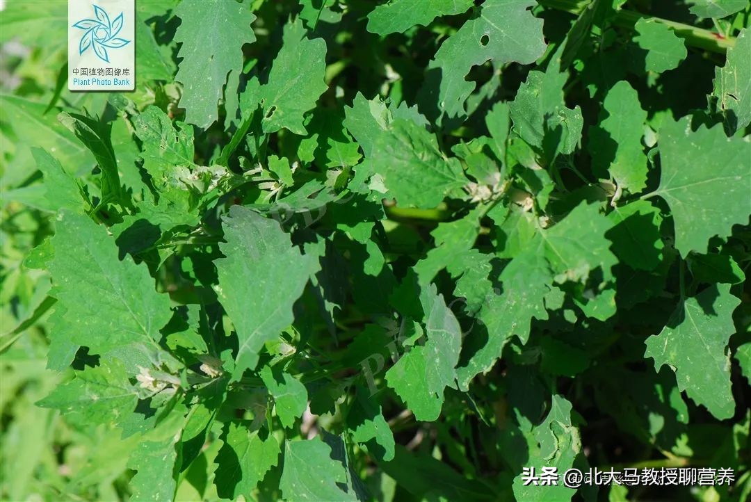 春天常见的野菜哪种最好吃,春天最适合吃这6种野菜